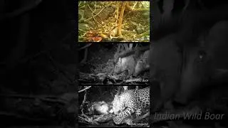 CAMERA TRAP MONITORING this the short video #wildlife #animals #leopard #documentary