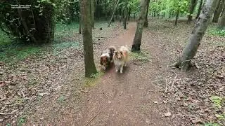 AoFL - Join us for Wild Doggies, Wild Garlic and some Chilled Lofi Tunes