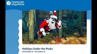 Holidays, Sharks, and Scuba Santa at the Tennessee Aquarium | Brewer Media Group