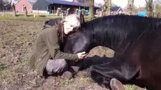 AMAZING! Spanish stallion dreaming!