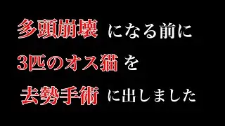 【盛り＆マーキング】オス猫3匹を去勢手術へ出しました