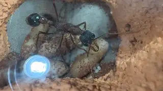 New Bull Eggs!! - Bull Ant Week 6