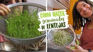 C&oacute;mo hacer germinados de lentejas | NUTRIRIANA