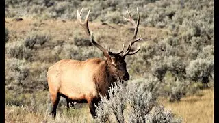 Enthusiastic Elk Rut Action in Grand Teton National Park