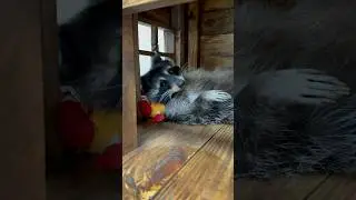 Мне этот мир абсолютно понятен 🦝 / This World Is Absolutely Clear to Me 🦝