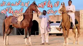 Neza Baz Kumait Panch Kalyan Ghora | Marwari Kula Panch Kalyan | Horse For Sale