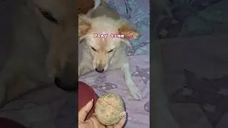 #new #dogs #doglife #puppycare #puppy #viral #viralvideo #trendingshorts #trending #pets #petcare