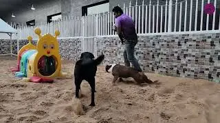 Krkr & Bella’s Sand Bash Playtime Fun | Holiday Adventure