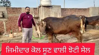 8760988000 ਜਿਮੀਦਾਰ ਕੋਲ ਬੂਰੀ ਝੋਟੀ ਸੇਲ #baffalo #🙏❤️👍❤️👍