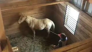 A feral pony...