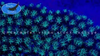 0497_fluorescent blue coral, 4K underwater video stock footage
