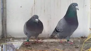 Palomas mensajeras  Familia de Janssen 15
