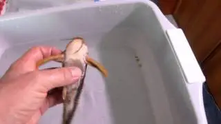 Platidoras costatus