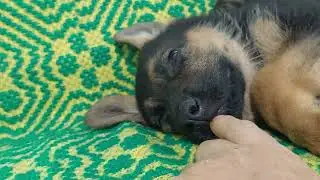 Kittens Refuse to Sleep Without Their Beloved German Shepherd Puppy