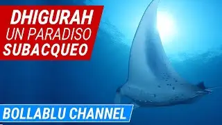 Immersioni a Dhigurah - Diario del viaggio sub alle Maldive di Riccardo e Giulia | Bollablu Channel