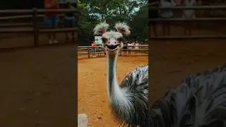 Why Do Ostriches Have Only Two Toes? | Ostrich Speed Explained #ostrich#facts#didyouknow