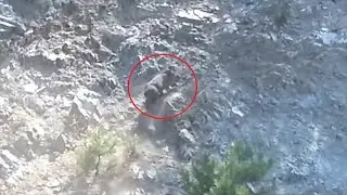 Pigs Falling Over Cliff Animal Video