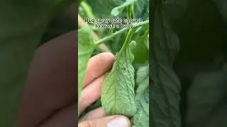 Baby safe bug spray 👶🏼