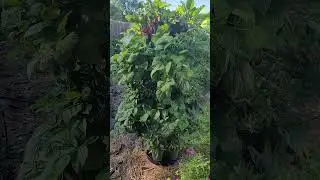 Our Greenstalk Vertical Stackable Planter - Beans, Pepper, and Beets