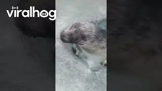 Seal Comes Through Hole in the Ice || ViralHog