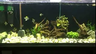 Brackish Aquarium - Mono Fish (Monodactylus Argenteus)