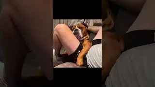 dog sleep with me, #dog #doglover #shorts #ukdog #usadogs
