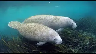 For the Love of Manatees