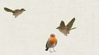 Cat TV &ndash; Birds Video for Cats to Watch 🐦🐱