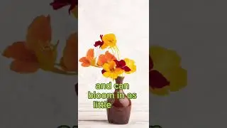 Top 5 Easy & Fast flower to plant