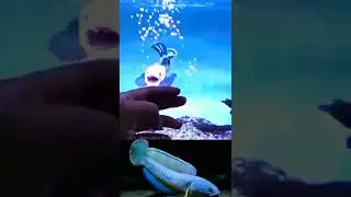 Channa Stewartii | Gondrong Galak