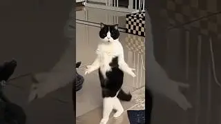 husky dog dance #cat dance #trending #viral reel#tik tok back #husky funny dance#trending