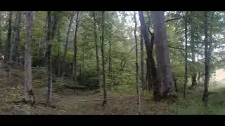 Walking up a creek looking at some good timber 