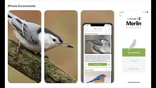 Bird Chat: Birding Apps  by the Bird Chats Team
