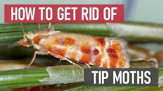 How to Get Rid of Tip Moths [DIY Pest Control]