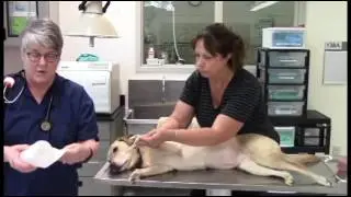 Emergency Pet Care & First Aid