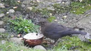 My Little Blackbird & her Mate I think?  Feed the birds UK 15 01 26