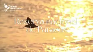 Reserva Nacional de Paracas