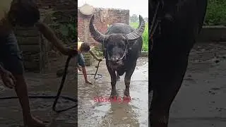 gutka of morigaon champion mohtu