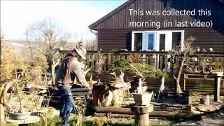 Yamadori beech...Collecting for bonsai (random vlog)