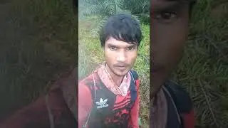 palm trees Sean of Highest area! #shorts #By #traveling _sean_with_Md.Aamir_Ansari