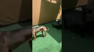 Paw Pals Daycare Outdoor Play Area