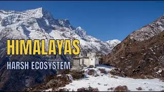 Himalaya’s Hidden Ecosystem: Survival in the Snow