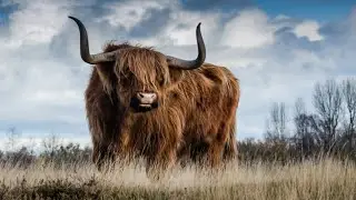 Funny and Cute baby cow videos compilation #14 (2021)