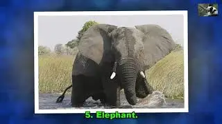 Top 10 Deadliest Animals Around the World - Animlas Of 2018 - Best News Animals