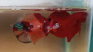 Ikan cupang 15k