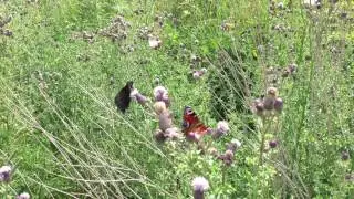 Butterflies, Worcestershire