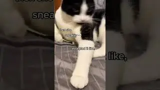 Paying My Cat