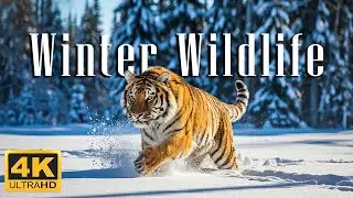 Winter Wildlife [4K] With Beautiful Piano Music - RELAXING Travel Film Will Calm Your Mind
