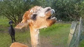 Alpaca eating an apple
