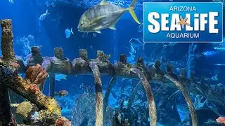 Sea Life Arizona Aquarium Tour & Review with The Legend